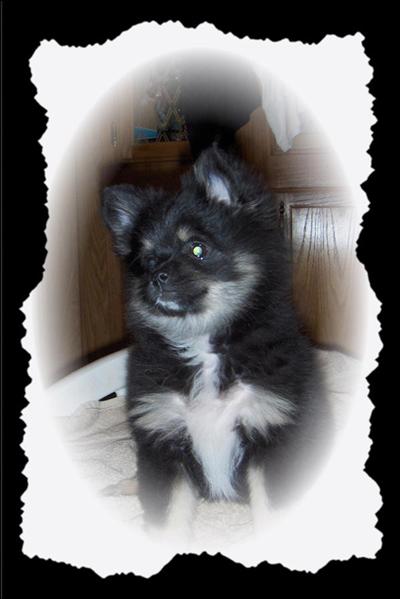 Puppies in WV